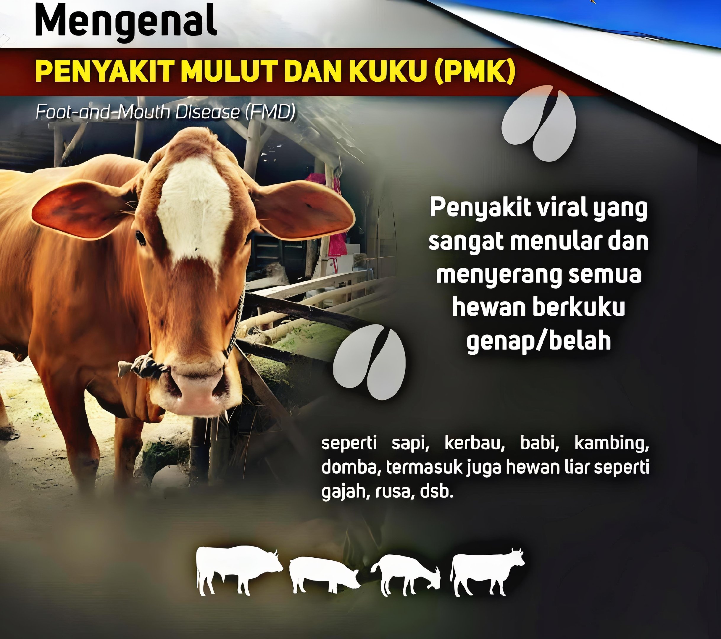 Kepala Disbunak Tanggamus Menghimbau Masyarakat untuk Waspada Terhadap Penyakit Menular Hewan Ternak 1 Kepala Disbunak Tanggamus Menghimbau Masyarakat untuk Waspada Terhadap Penyakit Menular Hewan Ternak